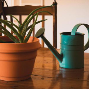 aloes podlewanie jak czesto to robic
