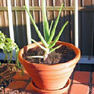 aloes rozmnażanie jak zacząć
