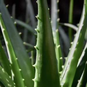 jak ukorzenić aloes aby rósł zdrowo